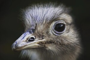 Vlog ZooParc Overloon