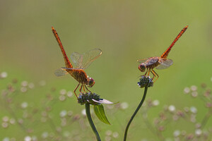 De mythe van de libelle