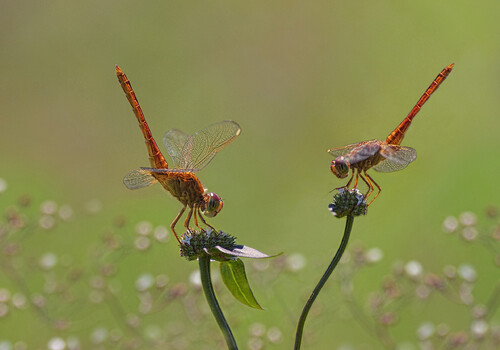 De mythe van de libelle